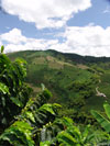 <p>Cafetales en la zona montañosa de Colombia.</p> <p>Cafetales en la zona montañosa de Colombia.</p>