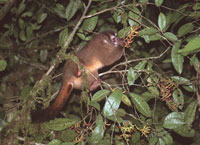 <p>Foto de Mono Nocturno Andino alimentándose de frutas. Se pueden apreciar los ojos grandes adaptados a la visión nocturna</p>