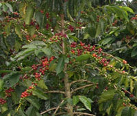 <p>Planta Variedad Castillo®</p> <p>Planta Variedad Castillo®</p>