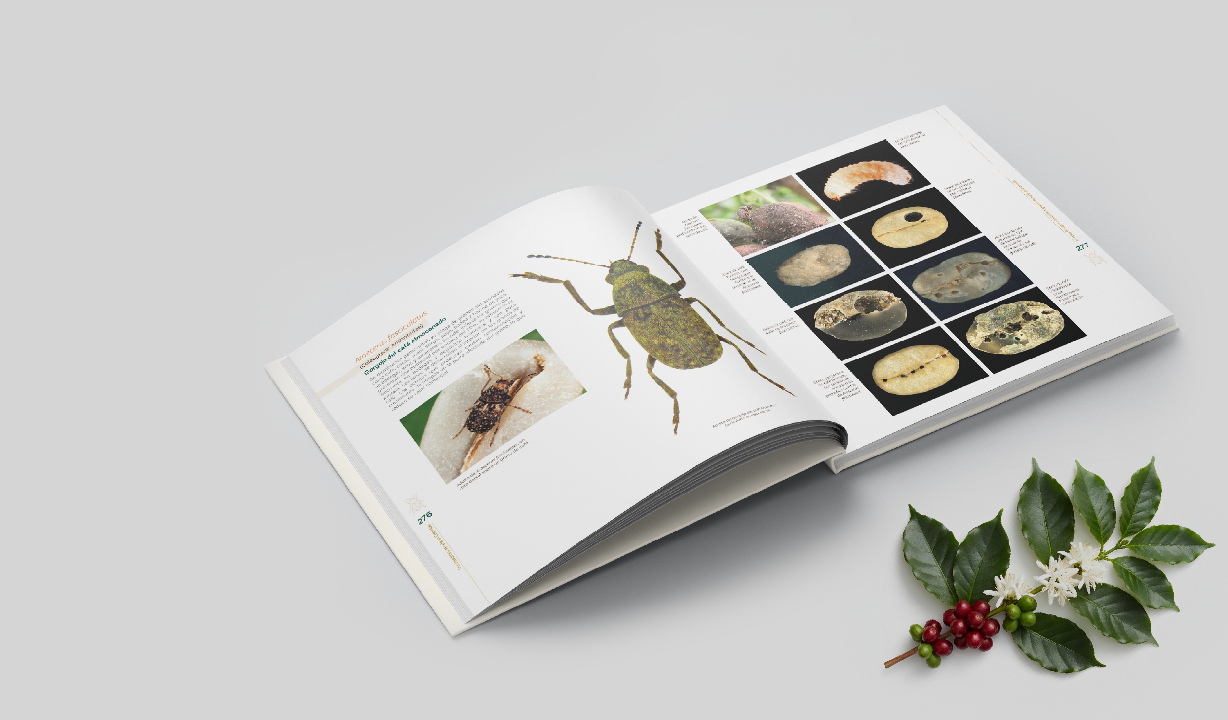 Libro abierto mostrando insectos asociados a granos almacenados