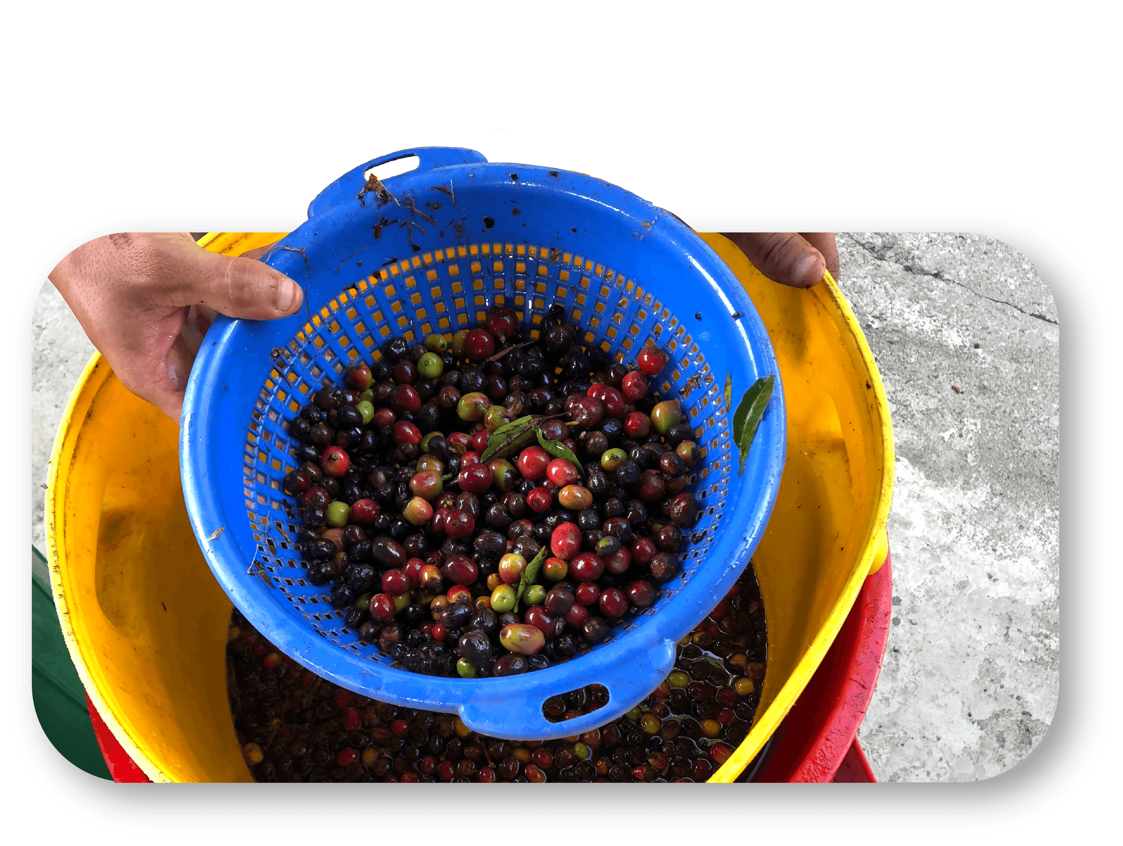 Clasificación del café