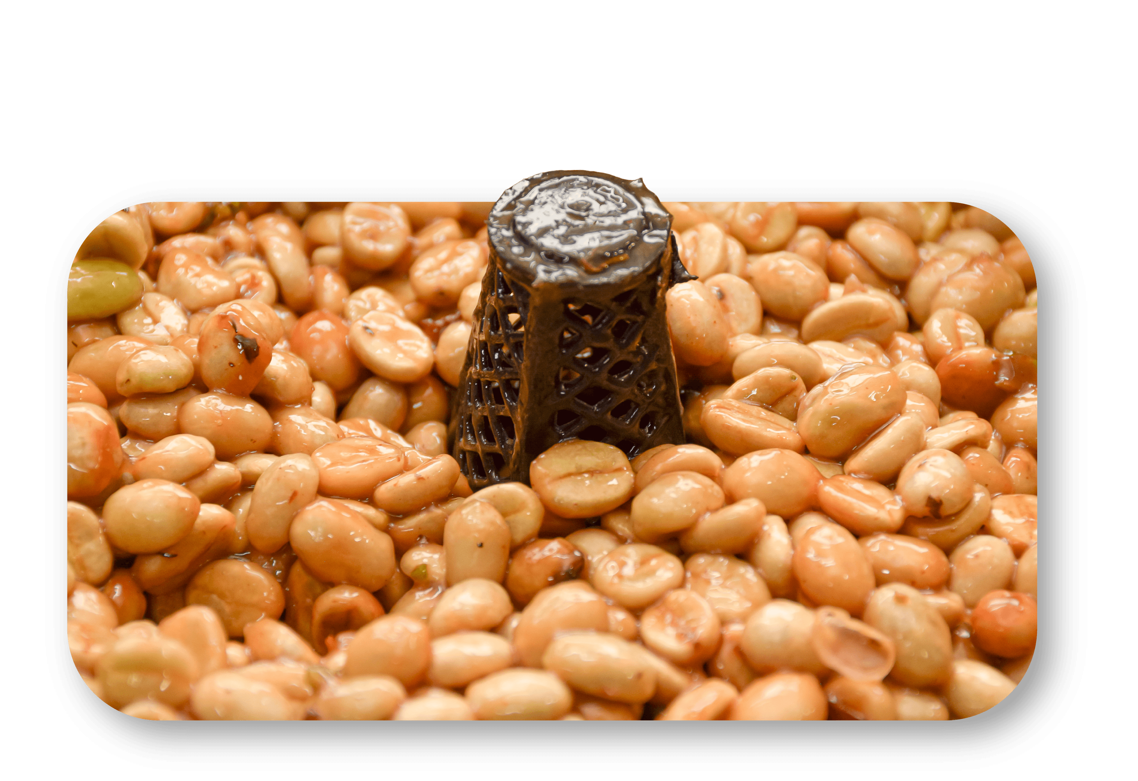 Monitoreo de la fermentación