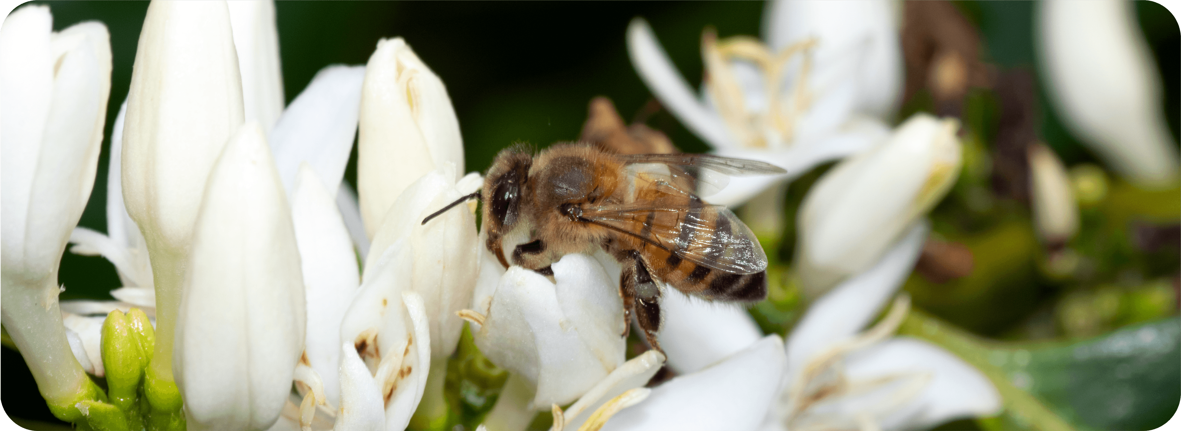 Biodiversidad