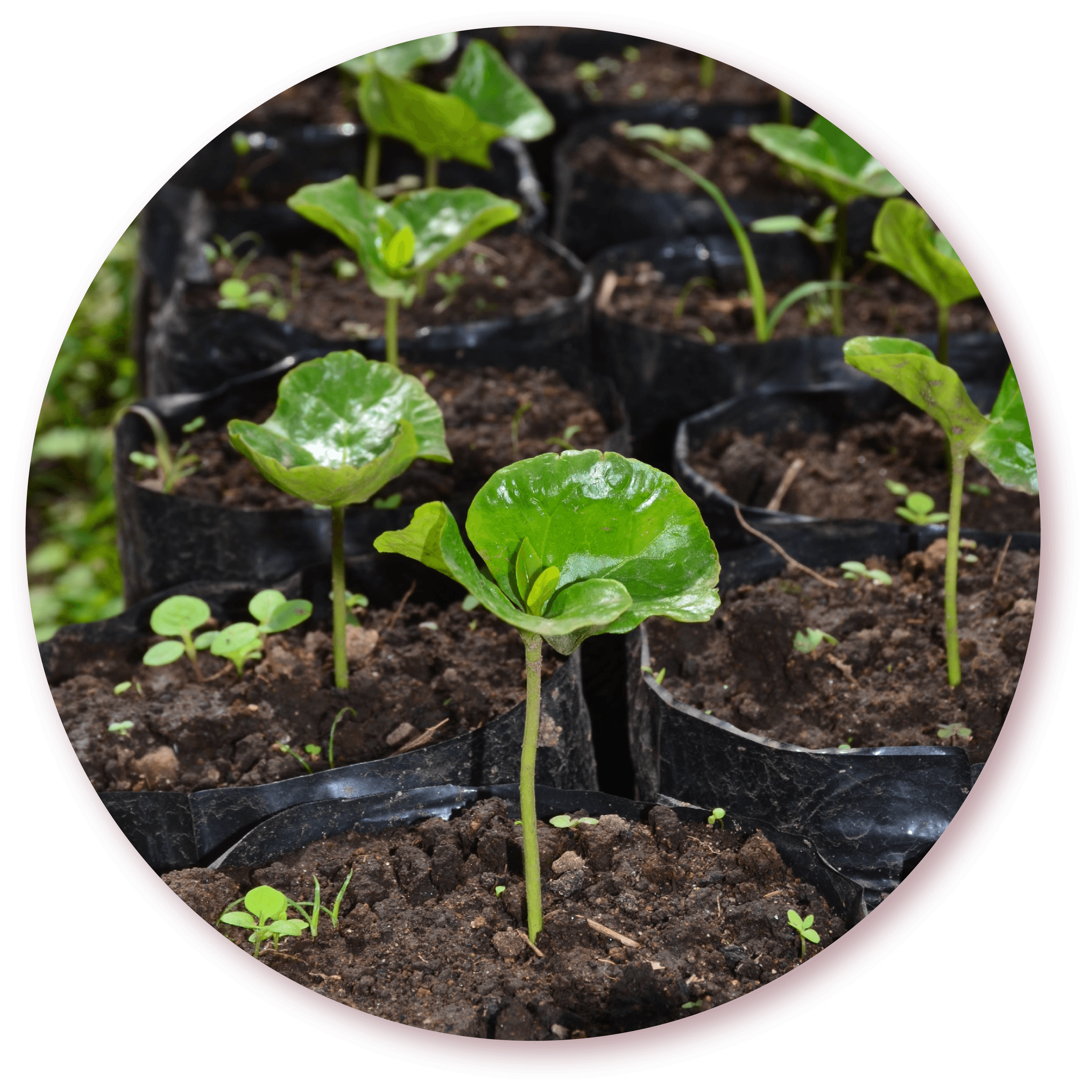 Germinadores y almácigos
