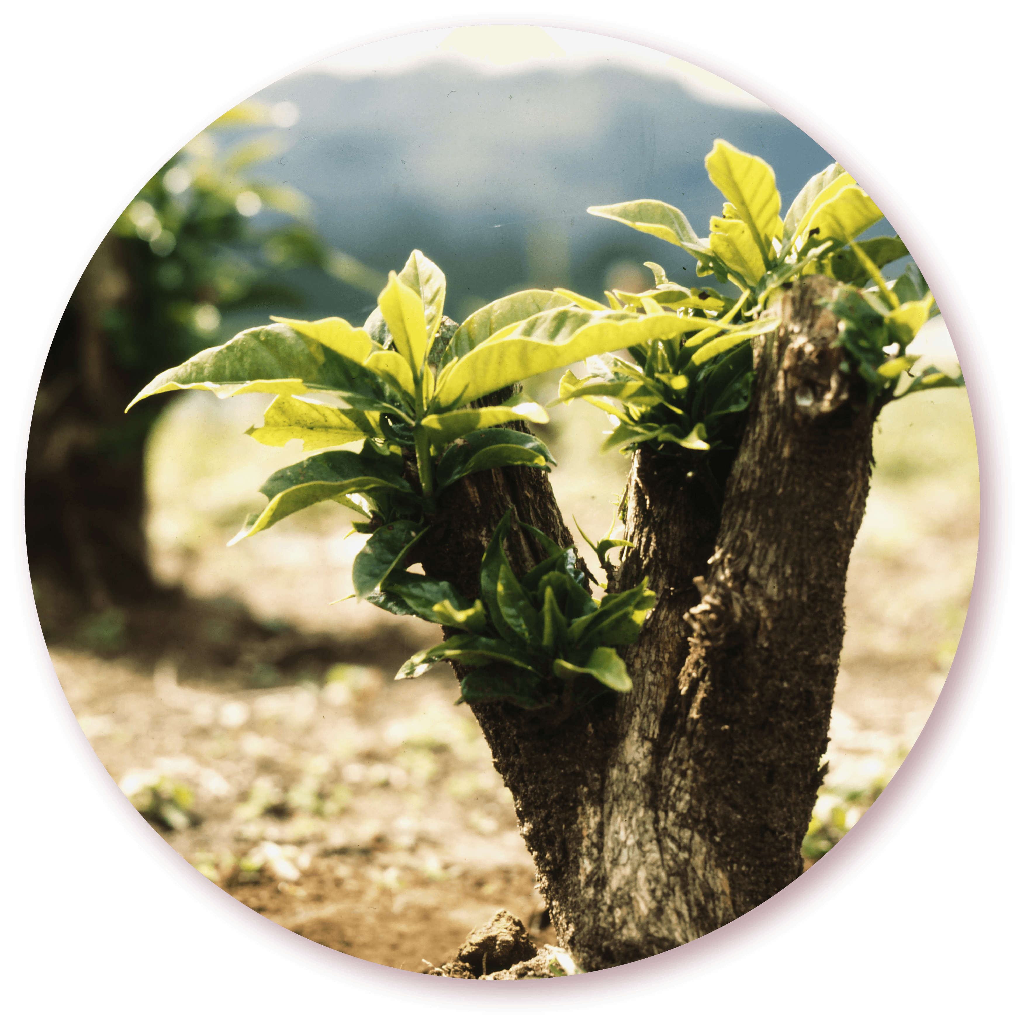 Renovación de cafetales