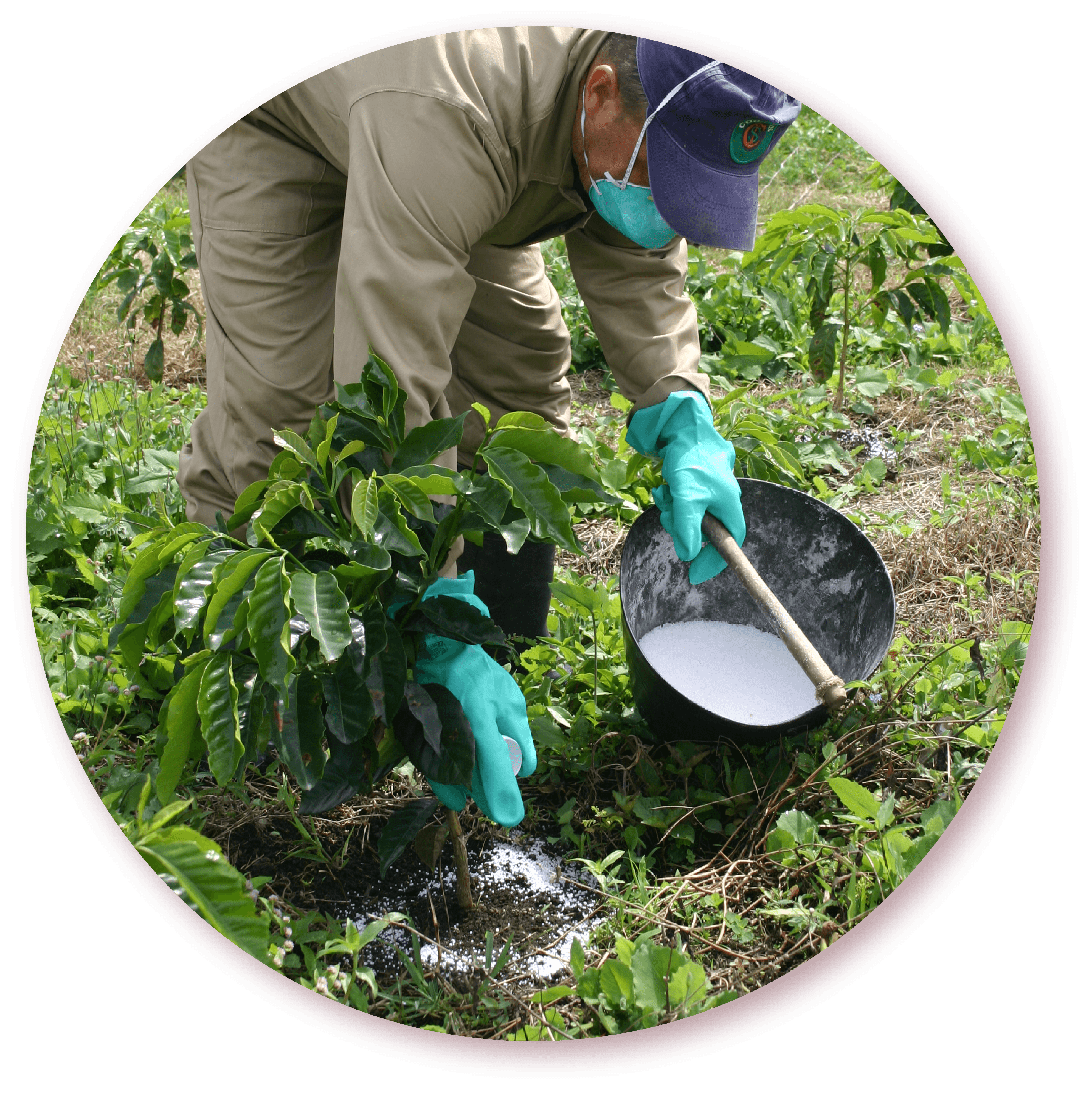 Nutrición del cultivo