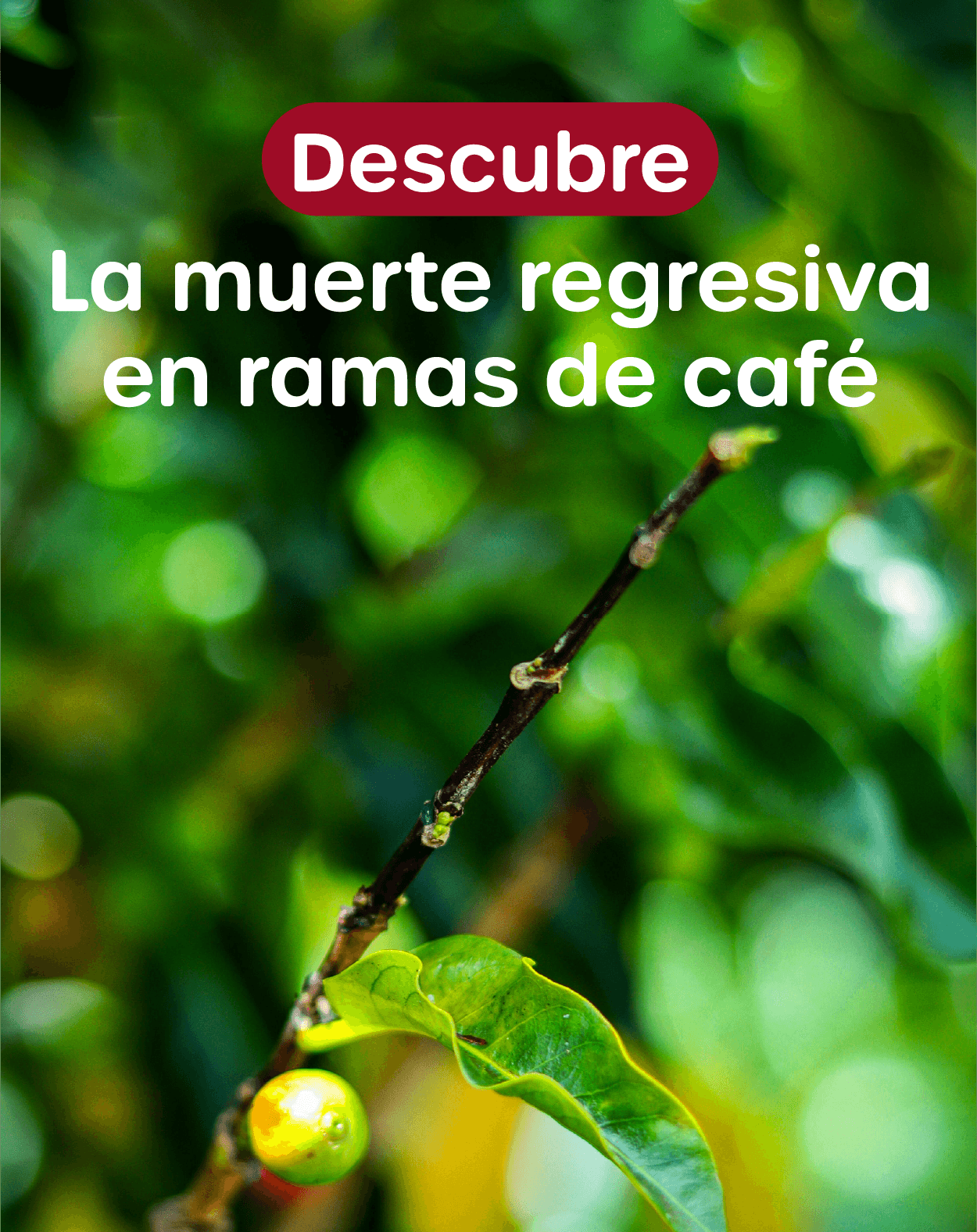 Muerte regresiva