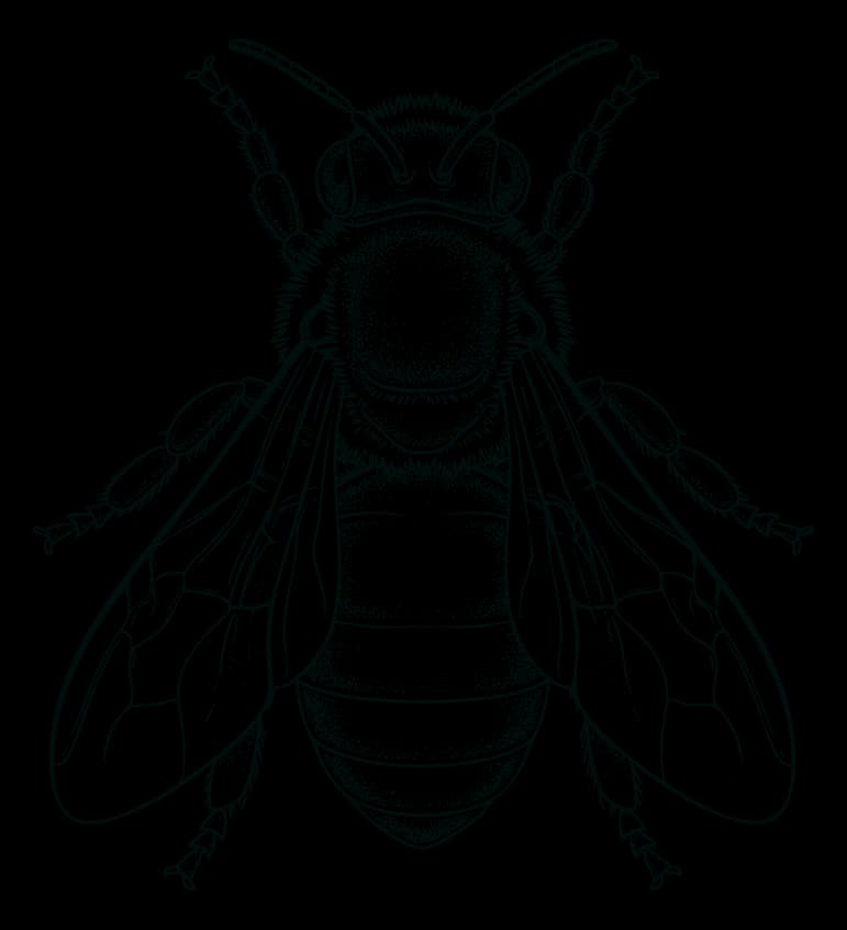 Ilustración de abeja nativa