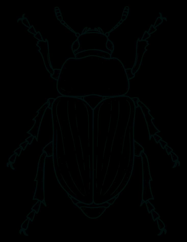 Ilustración de coleóptero