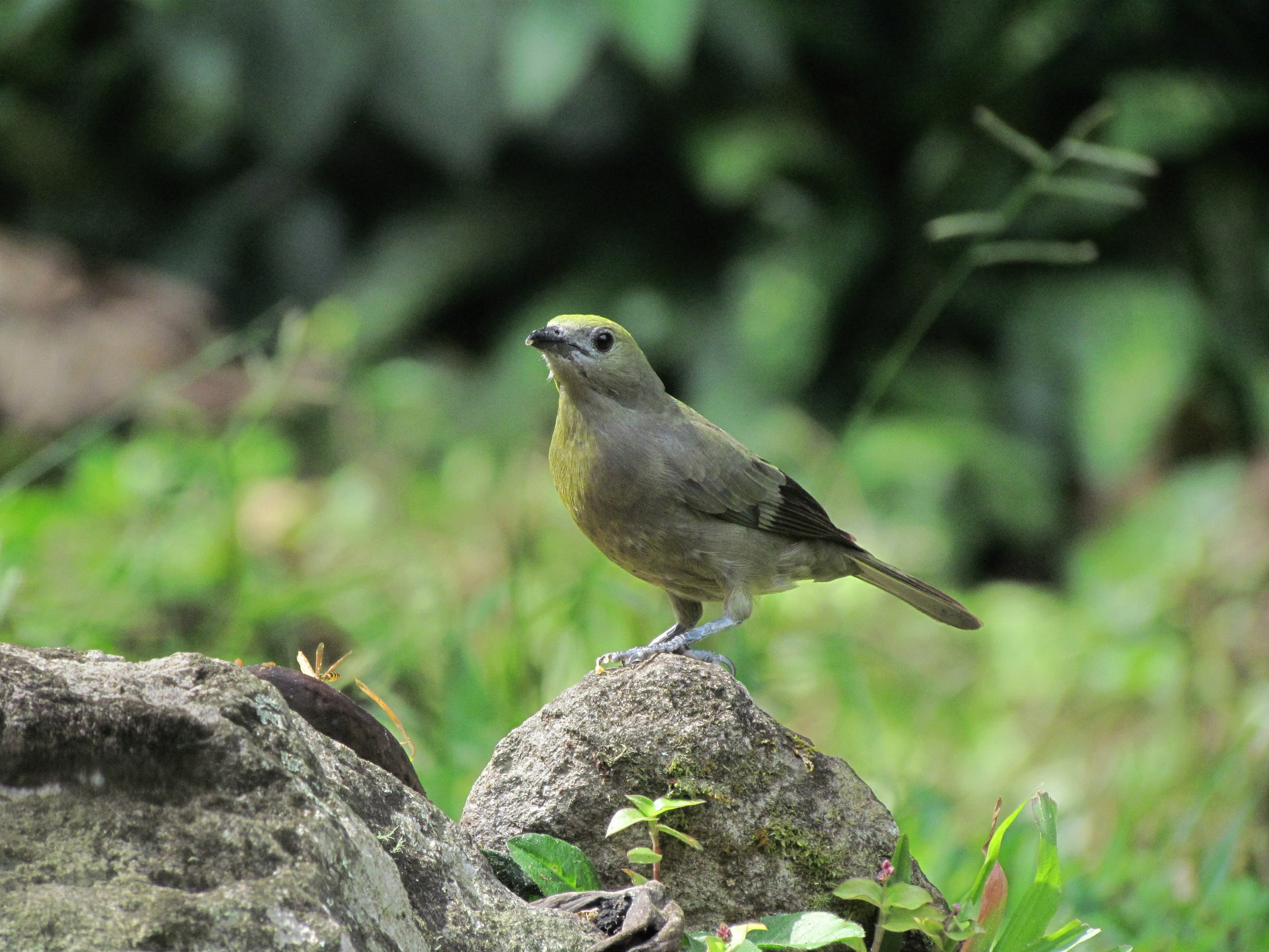 Reserva Forestal Protectora Planalto - Más información