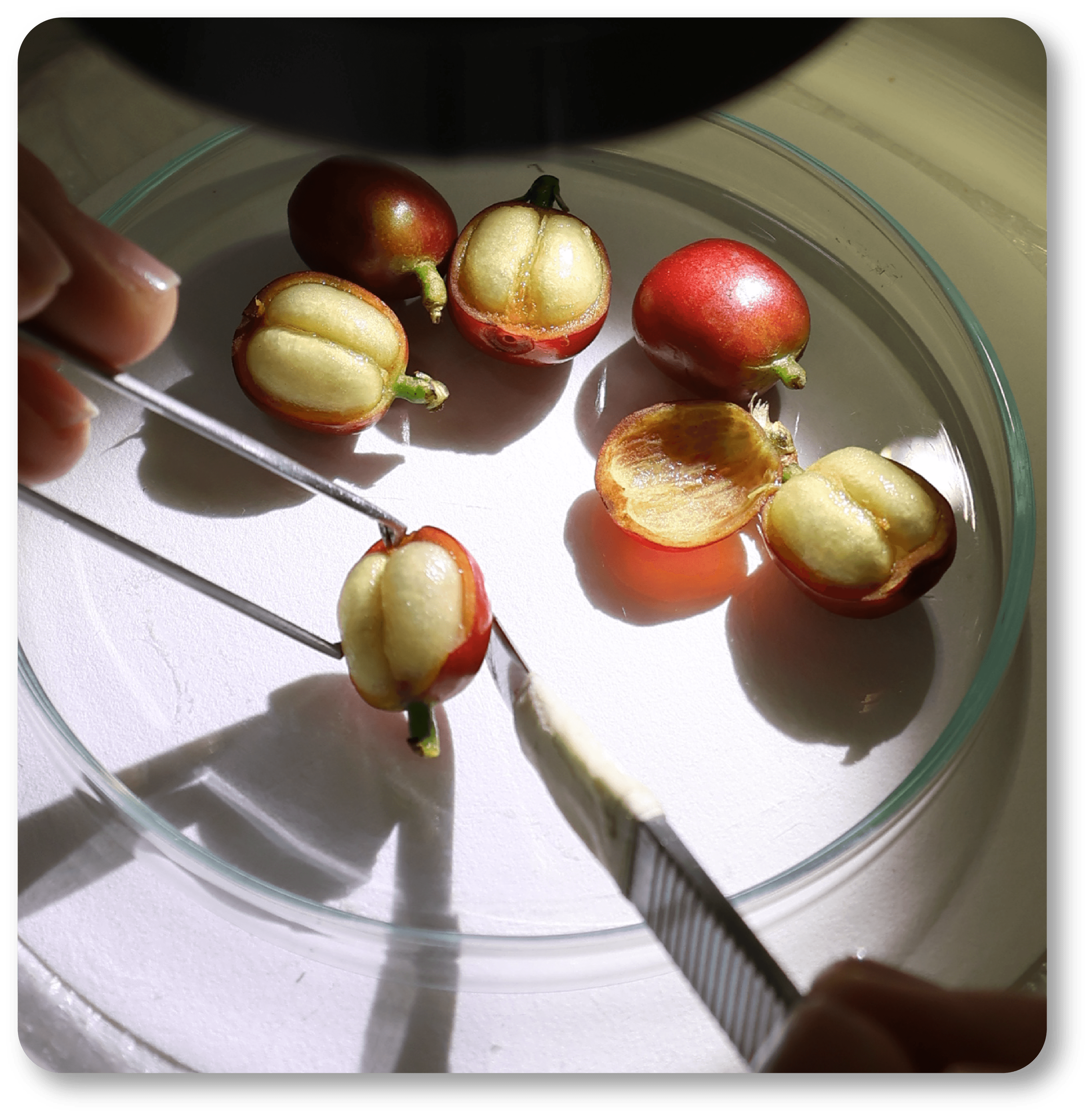 Investigación de calidad en Cenicafé
