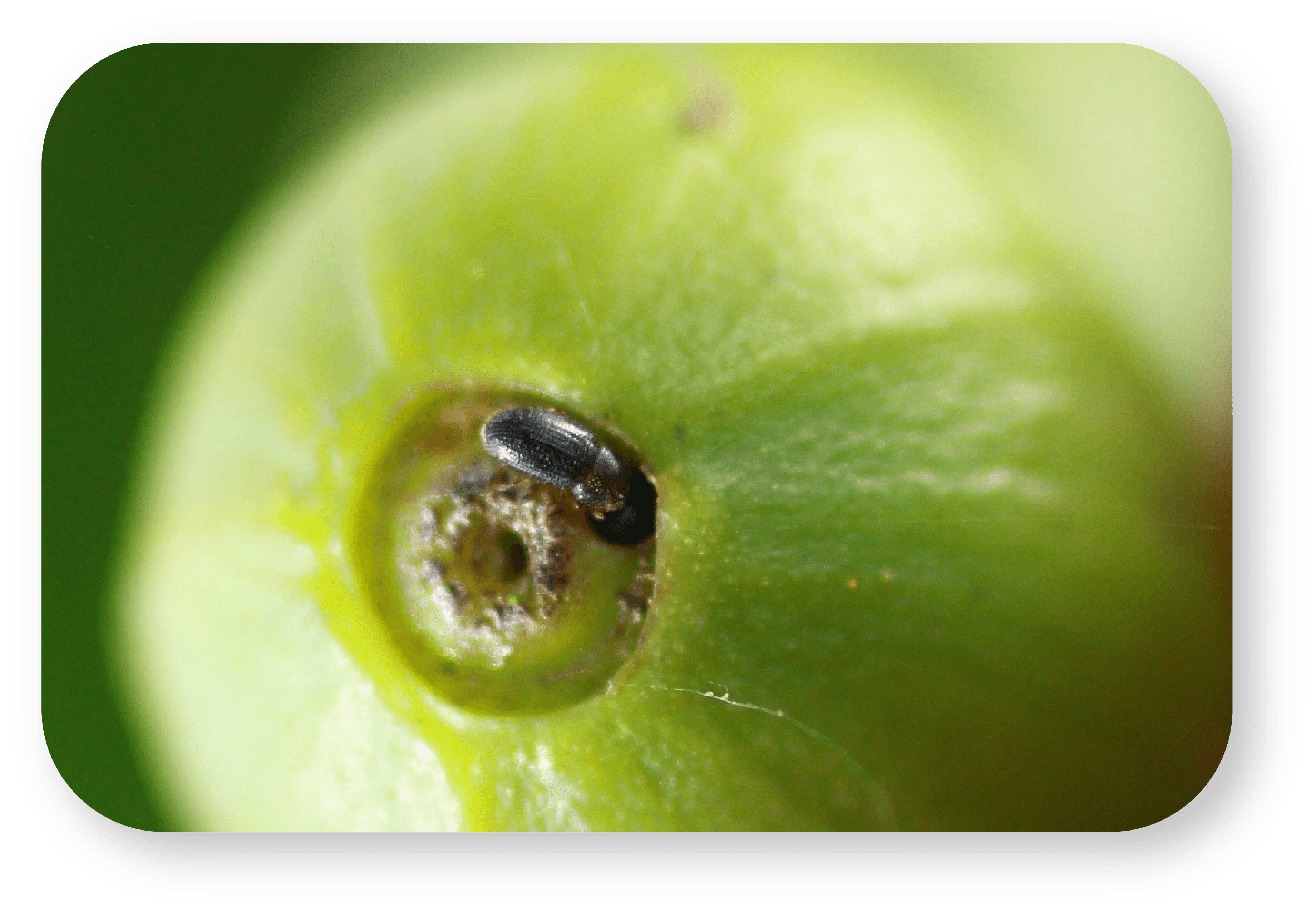 Sanidad vegetal