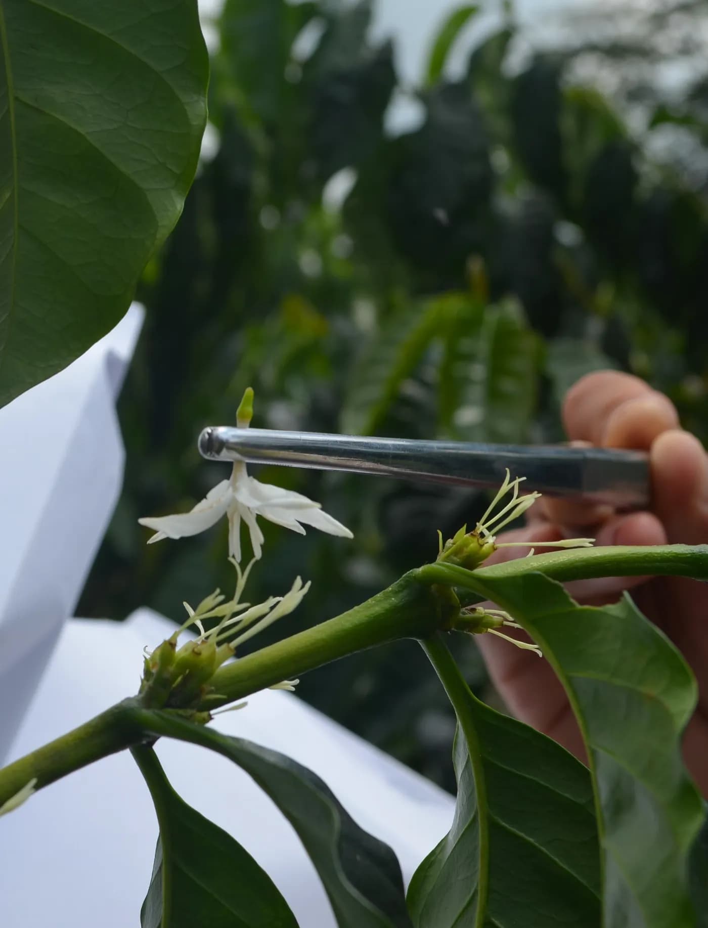 Mejoramiento Genético