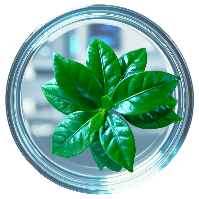 Placa de petri con plantas de café - Investigación científica de Cenicafé