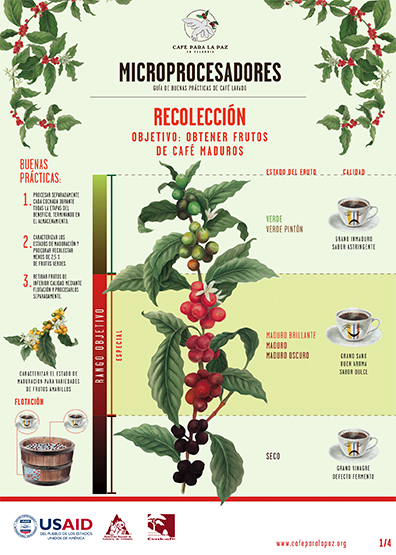 <p>Microprocesadores guía de buenas prácticas de café lavado. Recolección</p> <p>Microprocesadores guía de buenas prácticas de café lavado. Recolección</p>