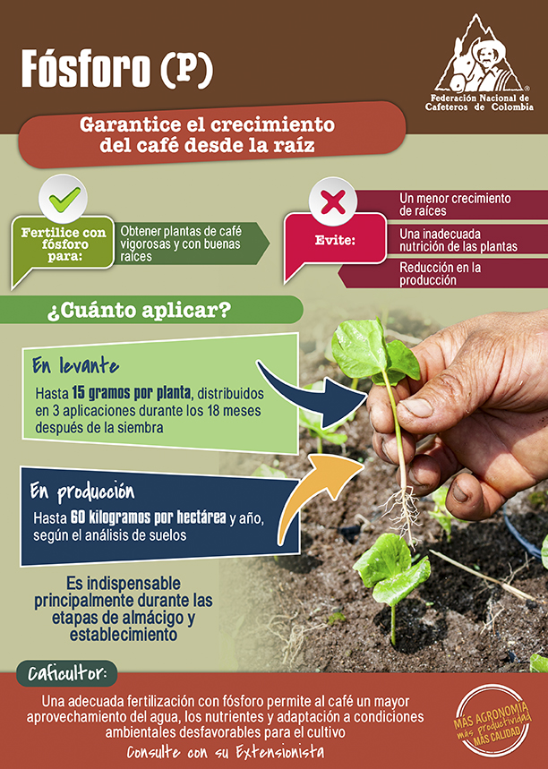 <p>Fósforo (P): Garantice el crecimiento del café desde la raíz</p> <p>Fósforo (P): Garantice el crecimiento del café desde la raíz</p>
