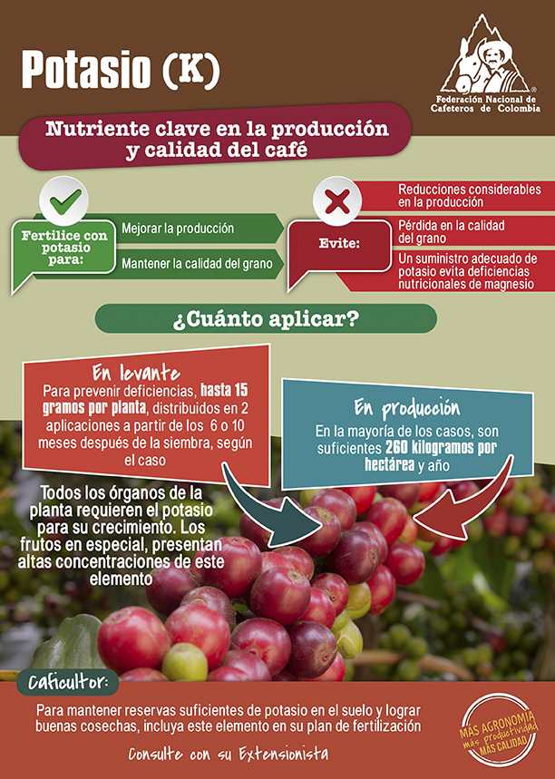 <p>Potasio (K): nutriente clave en la producción y calidad del café</p>