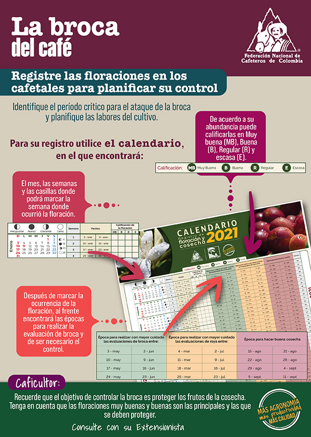 <p>Broca del café. Registre las floraciones para planificar su control.</p> <p>Broca del café. Registre las floraciones para planificar su control.</p>