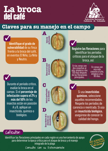 <p>Broca del café. Claves para su manejo en el campo.</p>