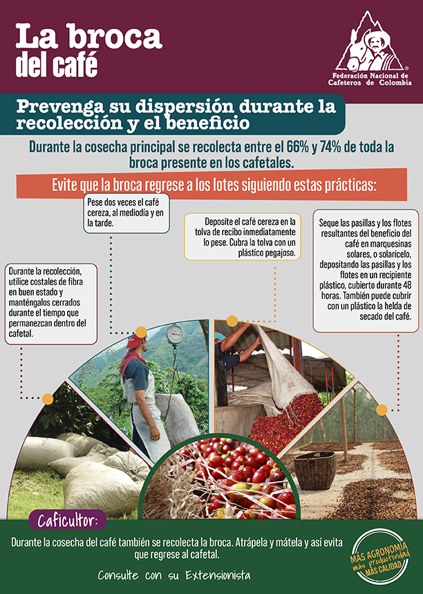 <p>Broca del café. Evite su dispersión durante la recolección y el beneficio</p> <p>Broca del café. Evite su dispersión durante la recolección y el beneficio</p>