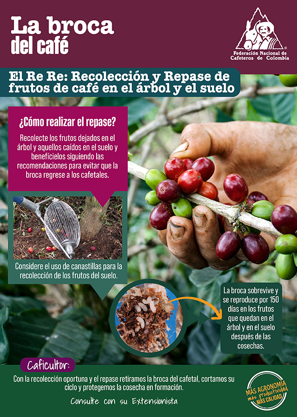 <p>Broca del café. El Re Re: Recolección y Repase de frutos de café en el árbol y el suelo.</p>