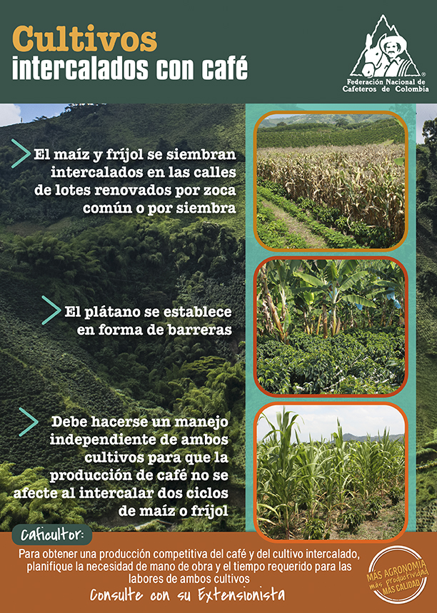<p>Cultivos intercalados con café</p> <p>Cultivos intercalados con café</p>