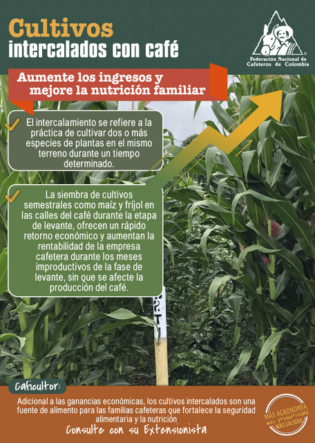 <p>Cultivos intercalados con café: aumente los ingresos y mejore la nutrición familiar</p> <p>Cultivos intercalados con café: aumente los ingresos y mejore la nutrición familiar</p>
