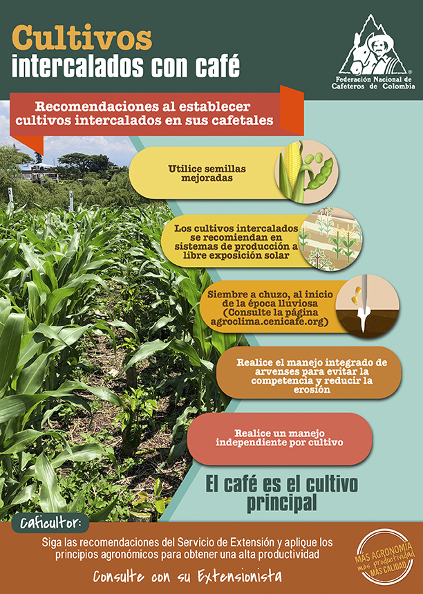<p>Cultivos intercalados con café: Recomendaciones al establecerlos en sus cafetales</p> <p>Cultivos intercalados con café: Recomendaciones al establecerlos en sus cafetales</p>
