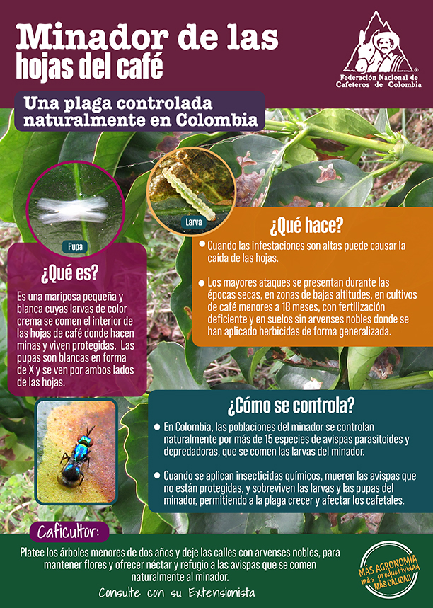 <p>Minador de las hojas del café. Una plaga controlada naturalmente en Colombia</p>