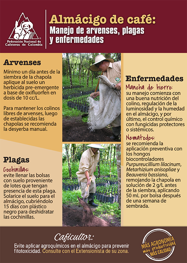 <p>Almácigo de café: manejo de arvenses, plagas y enfermedades</p> <p>Almácigo de café: manejo de arvenses, plagas y enfermedades</p>