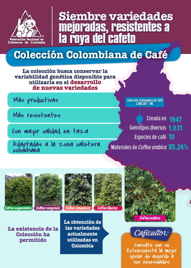 <p>Siembre variedades mejoradas, resistentes a la roya del cafeto - Colección Colombiana de Café</p>