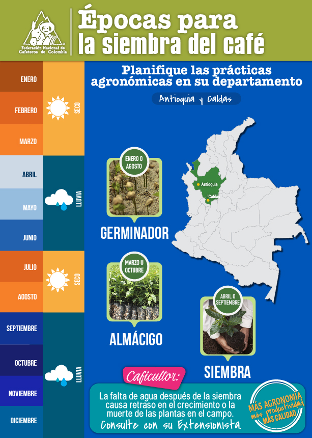 <p>Épocas para la siembra del café en Antioquia y Caldas</p> <p>Épocas para la siembra del café en Antioquia y Caldas</p>