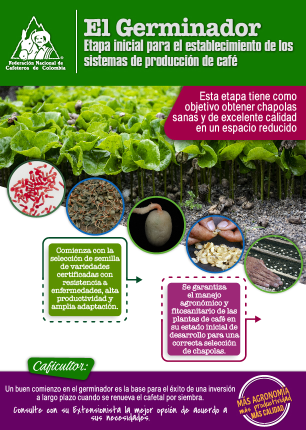 <p>El Germinador. Etapa inicial para el establecimiento de los sistemas de producción de café</p>