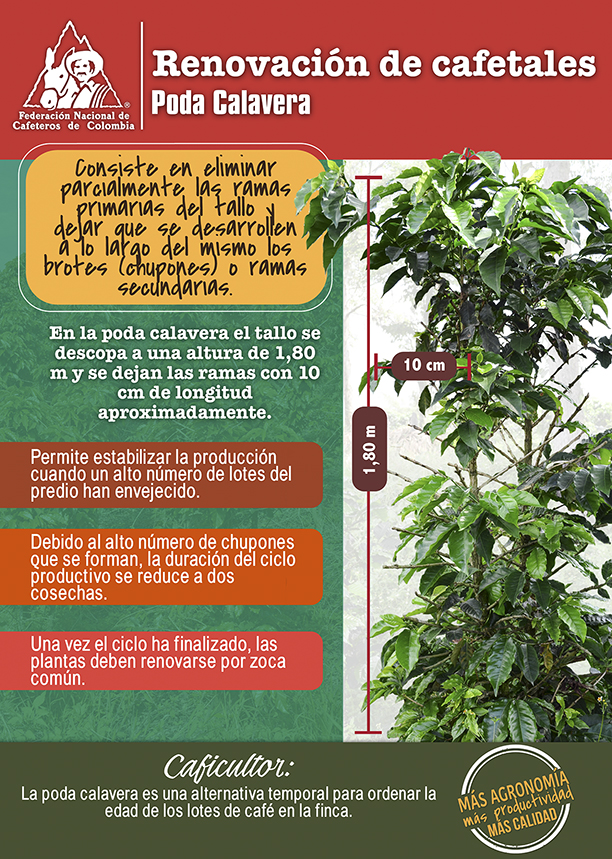 <p>Renovación de cafetales: poda calavera</p> <p>Renovación de cafetales: poda calavera</p>