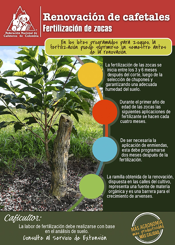 <p>Renovación de cafetales: Fertilización de zocas</p> <p>Renovación de cafetales: Fertilización de zocas</p>