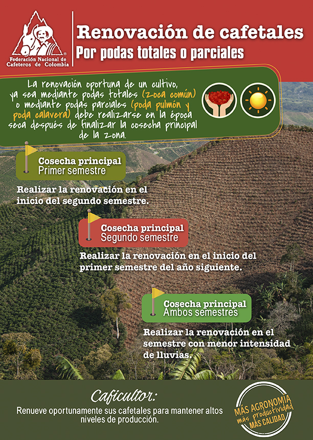 <p>Renovación de cafetales: por podas totales o parciales</p> <p>Renovación de cafetales: por podas totales o parciales</p>