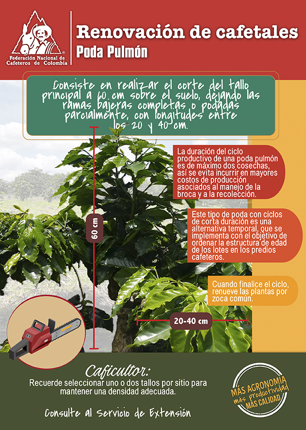 <p>Renovación de cafetales: Poda pulmón</p> <p>Renovación de cafetales: Poda pulmón</p>