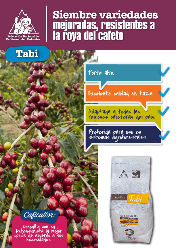 <p>Siembre variedades mejoradas, resistentes a la roya del cafeto - Tabi</p>