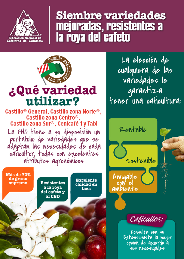 <p>Siembre variedades mejoradas, resistentes a la roya del cafeto. ¿Qué variedad utilizar?</p>