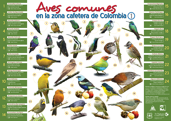 <p>Aves comunes en la zona cafetera de Colombia - 1</p>