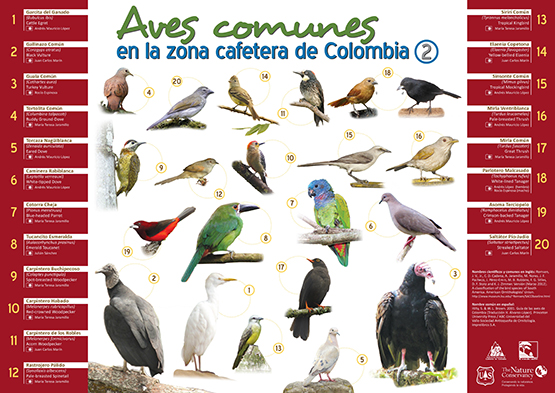 <p>Aves comunes en la zona cafetera de Colombia - 2</p>