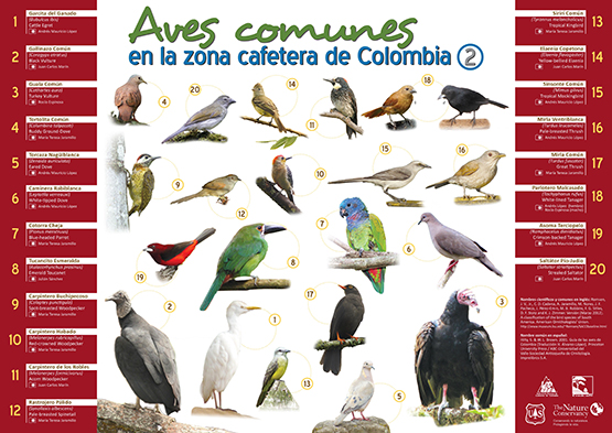 <p>Aves comunes en la zona cafetera de Colombia - 2</p> <p>Aves comunes en la zona cafetera de Colombia - 2</p>