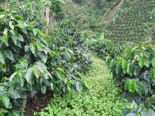 <p>Café y Arvenses, Rovira Tolima, Abril de 2013. Luis Fernando Salazar Gutiérrez</p> <p>Café y Arvenses, Rovira Tolima, Abril de 2013. Luis Fernando Salazar Gutiérrez</p>
