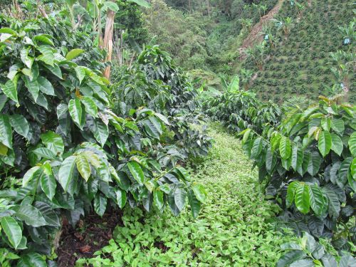 <p>Café y Arvenses, Rovira Tolima, Abril de 2013. Luis Fernando Salazar Gutiérrez</p>