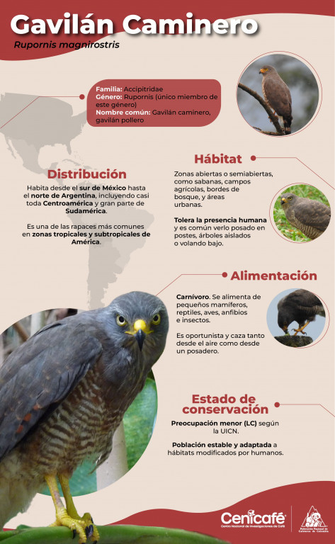 Biodiversidad de Planalto