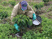 Nutrición de cafetales y manejo de la acidez del suelo