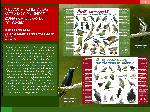 <p>Afiches sobre las aves más comunes en zonas cafeteras de Colombia.</p> - Clic para ampliar