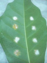 <p>Pústulas de roya parcial o totalmente atacadas por el hongo Lecanicillium lecanii.</p> <p>Pústulas de roya parcial o totalmente atacadas por el hongo Lecanicillium lecanii.</p>