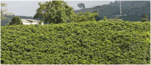 <p>Lote comercial de café donde no se observa ninguna planta faltante.</p> <p>Lote comercial de café donde no se observa ninguna planta faltante.</p>