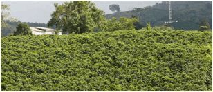 <p>Lote comercial de café donde no se observa ninguna planta faltante.</p>